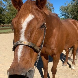 Circle Y QH show halter with leather lead and gold chain. Size: Horse